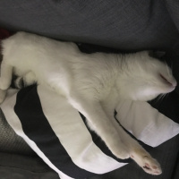 Tekir Kedi, Kedi  Sütlaç fotoğrafı
