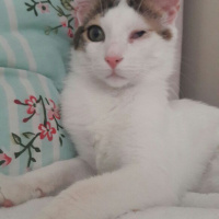 Tekir Kedi, Kedi  Sütlaç fotoğrafı