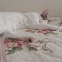 Tekir Kedi, Kedi  Sütlaç fotoğrafı