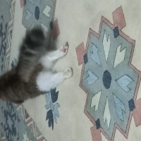 Tekir Kedi, Kedi  Miya fotoğrafı