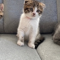 Scottish Fold, Kedi  Pamuk fotoğrafı