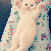 British Shorthair, Kedi  Paticik fotoğrafı