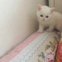 British Shorthair, Kedi  Paticik fotoğrafı
