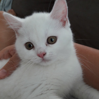 British Shorthair, Kedi  Paticik fotoğrafı