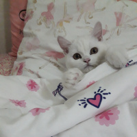 British Shorthair, Kedi  Paticik fotoğrafı