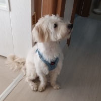 Maltese, Köpek  Papi fotoğrafı