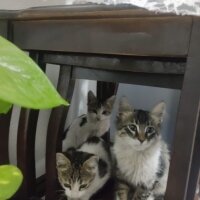 Tekir Kedi, Kedi  4 yavru kedi fotoğrafı