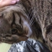 Tekir Kedi, Kedi  Mahmut fotoğrafı