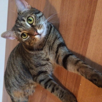 Tekir Kedi, Kedi  Mahmut fotoğrafı