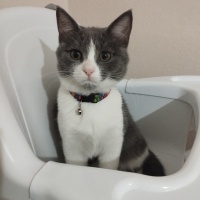 British Shorthair, Kedi  Limon fotoğrafı