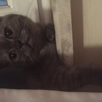 British Shorthair, Kedi  Maya fotoğrafı