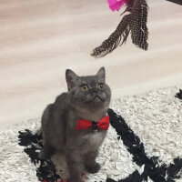 British Shorthair, Kedi  Maya fotoğrafı