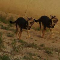 Beauceron, Köpek  miço fotoğrafı