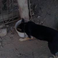 Beauceron, Köpek  miço fotoğrafı