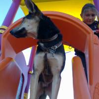 Beauceron, Köpek  miço fotoğrafı