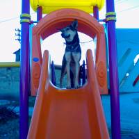 Beauceron, Köpek  miço fotoğrafı