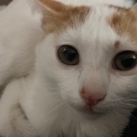 Sarman, Kedi  Sütlaç fotoğrafı