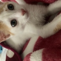 Sarman, Kedi  Sütlaç fotoğrafı