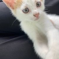Sarman, Kedi  Sütlaç fotoğrafı