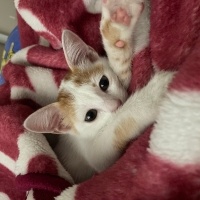 Sarman, Kedi  Sütlaç fotoğrafı