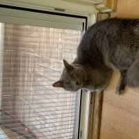 Nebelung, Kedi  Midas fotoğrafı