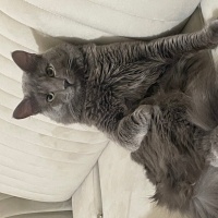 Nebelung, Kedi  Midas fotoğrafı