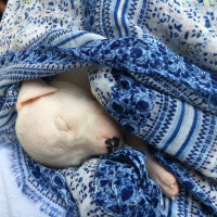 Dogo Arjantin, Köpek  Pablo fotoğrafı