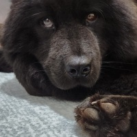 Chow Chow (çin Aslanı), Köpek  Gece fotoğrafı