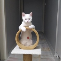 British Shorthair, Kedi  Duman ve pilav fotoğrafı