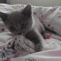 British Shorthair, Kedi  Duman ve pilav fotoğrafı
