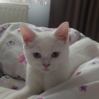 British Shorthair, Kedi  Duman ve pilav fotoğrafı