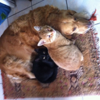Golden Retriever, Köpek  Leydi fotoğrafı
