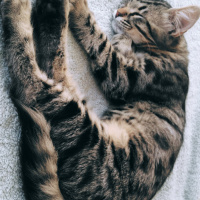 Tekir Kedi, Kedi  Karam fotoğrafı