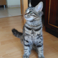 Tekir Kedi, Kedi  Karam fotoğrafı