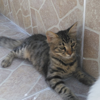Tekir Kedi, Kedi  Karam fotoğrafı