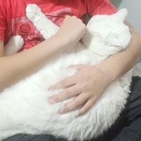 British Shorthair, Kedi  Boncuk fotoğrafı