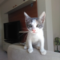 Tekir Kedi, Kedi  Lili fotoğrafı
