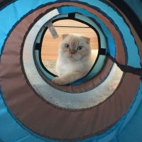 Scottish Fold, Kedi  Jedi fotoğrafı