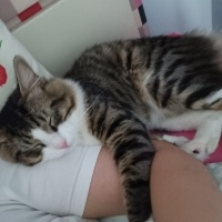 Tekir Kedi, Kedi  Cesur fotoğrafı