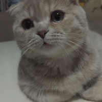 Scottish Fold, Kedi  Latte fotoğrafı