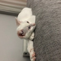 Ankara Kedisi, Kedi  Sütlaç fotoğrafı