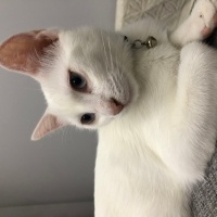 Ankara Kedisi, Kedi  Sütlaç fotoğrafı
