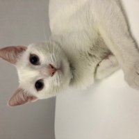 Ankara Kedisi, Kedi  Sütlaç fotoğrafı