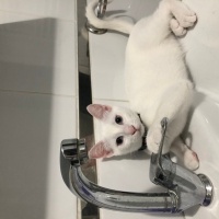 Ankara Kedisi, Kedi  Sütlaç fotoğrafı