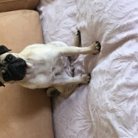 Pug, Köpek  Linda fotoğrafı