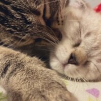 British Shorthair, Kedi  Bulut fotoğrafı