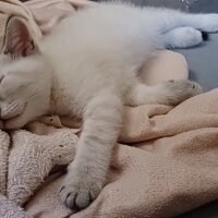 British Shorthair, Kedi  Bulut fotoğrafı