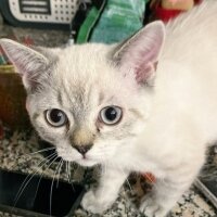 British Shorthair, Kedi  Bulut fotoğrafı