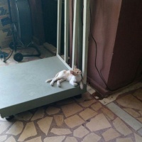 Tekir Kedi, Kedi  Tarçın fotoğrafı