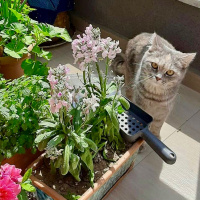 Tekir Kedi, Kedi  Tarçın fotoğrafı